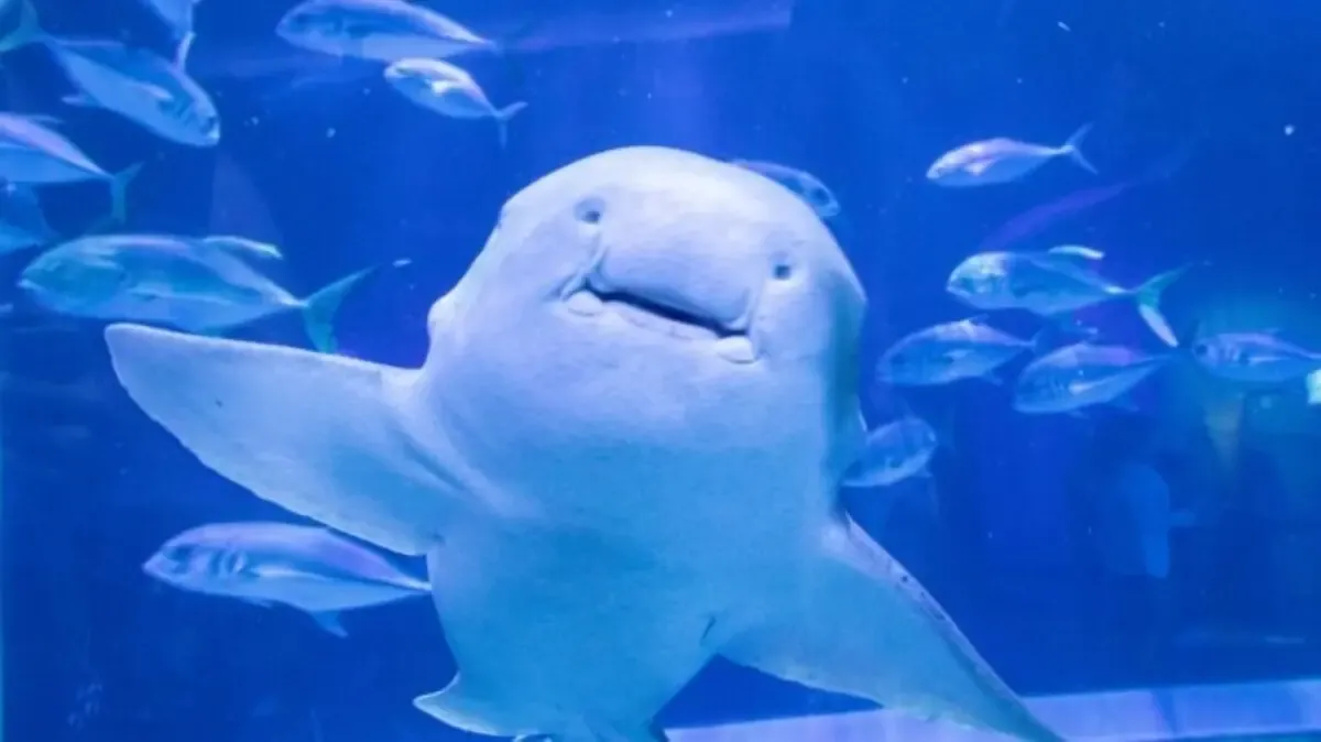 Shark Predicts Brazil's Victory in World Cup Opening Match