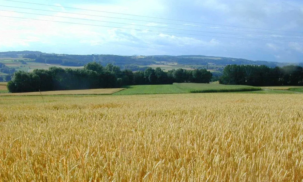 Casablanca-Settat Region Set to Produce Nearly 30% of Morocco's Cereals