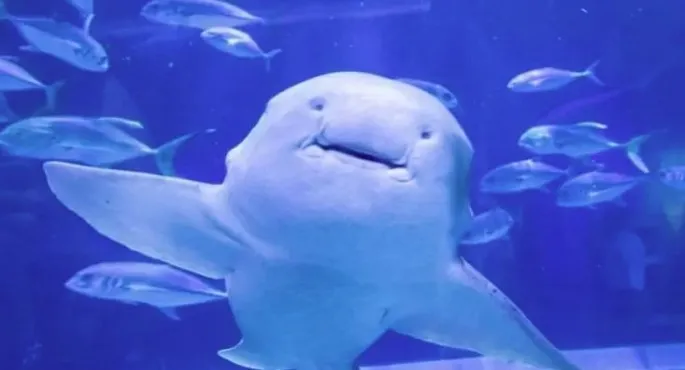 Shark Predicts World Cup Opener Winner: Brazil vs. Morocco