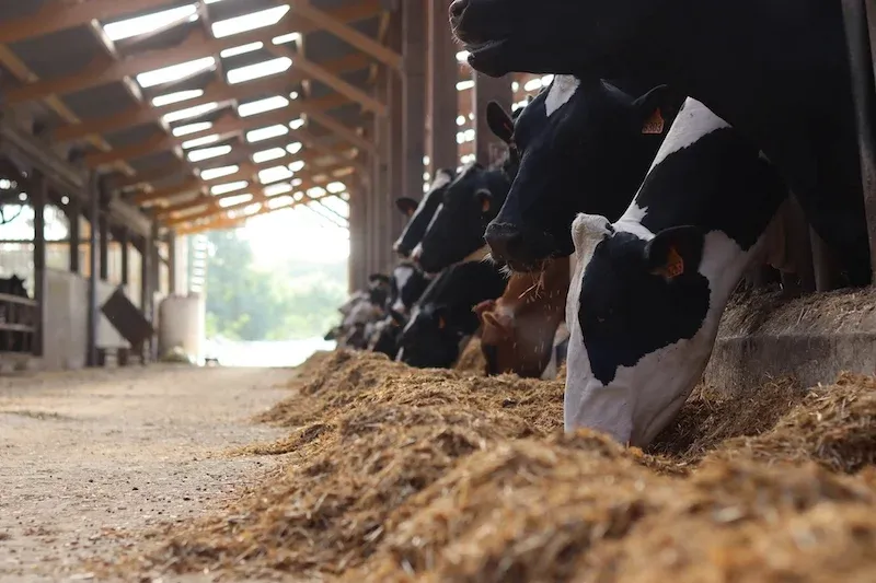 Morocco Emerges as a Key Destination for Russian Animal Feed in North Africa