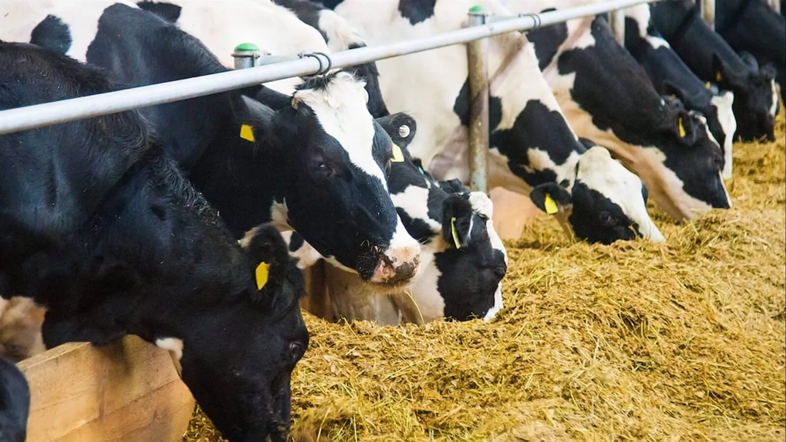 Surge in Russian Export of Oilseed Meal to Morocco: A Shift in Agricultural Supply Chains