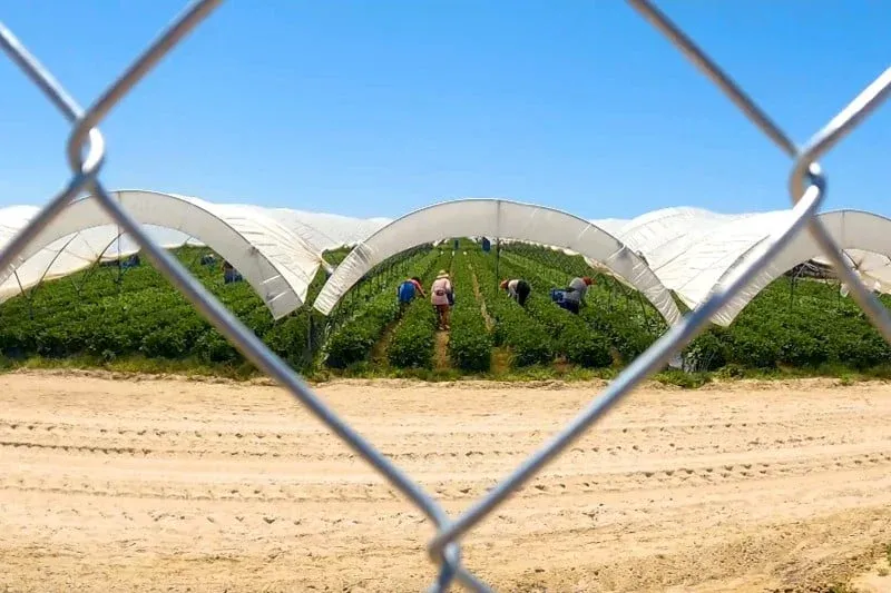 Call for Enhanced Protections for Moroccan Seasonal Female Farmworkers in Spain