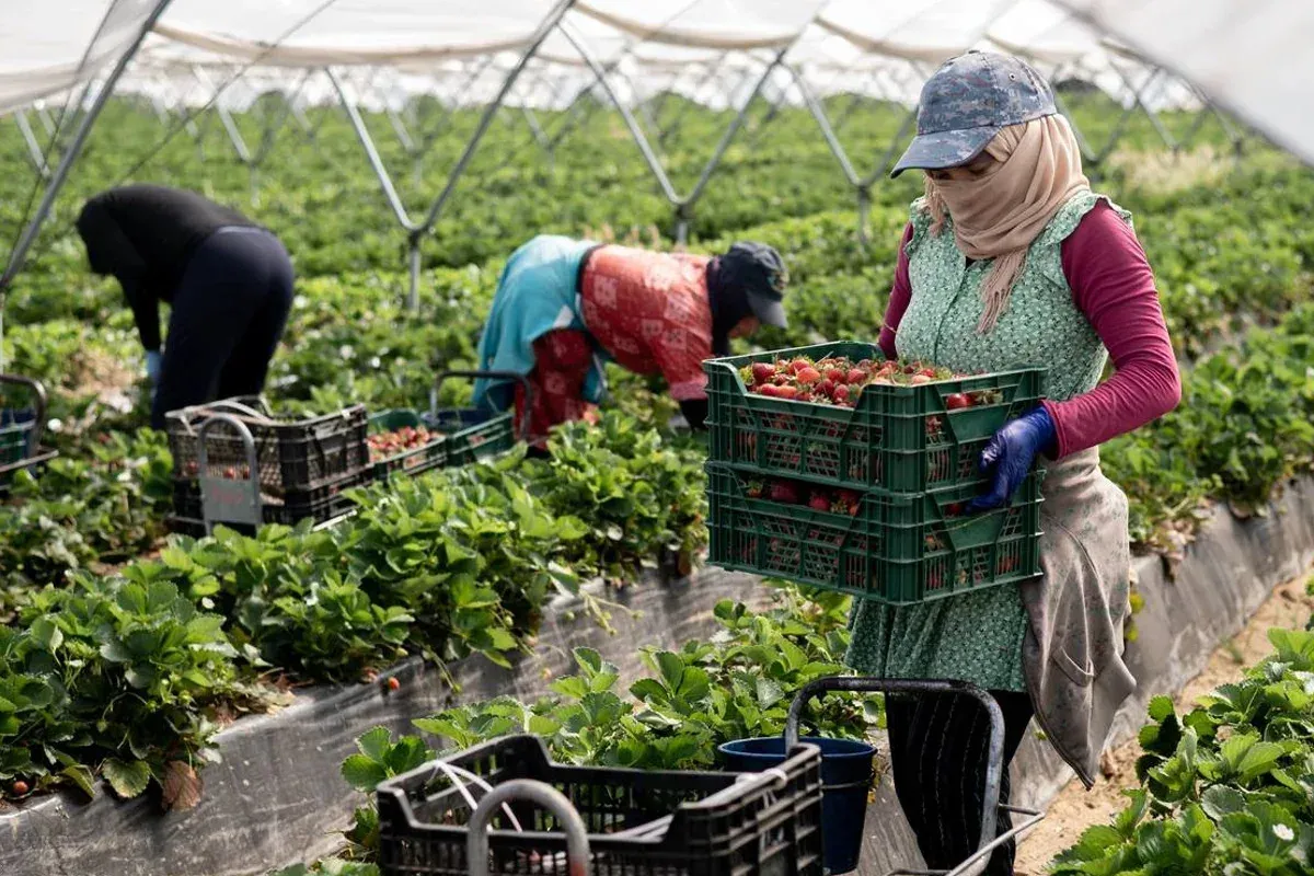 Tragic Death of Moroccan Worker in Huelva Highlights Harsh Realities of Agricultural Labor in Spain