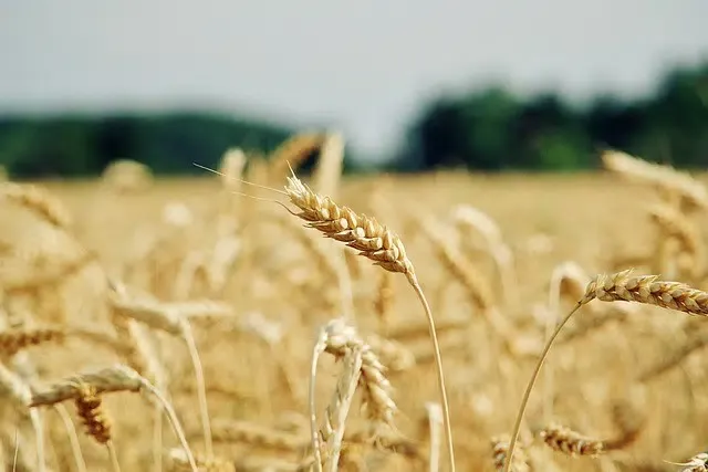 Morocco's Economic Growth Driven by Agriculture Amidst Broader Slowdown