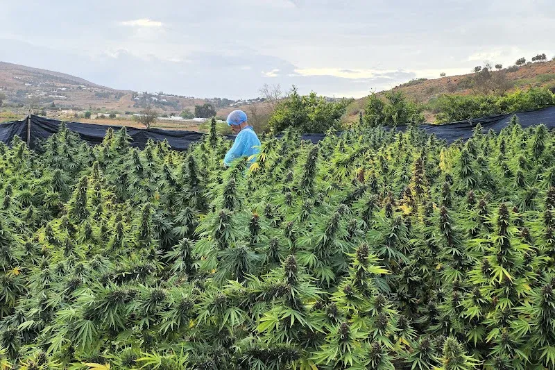 Morocco's Cannabis Industry: Third Season Planting and Regulatory Challenges