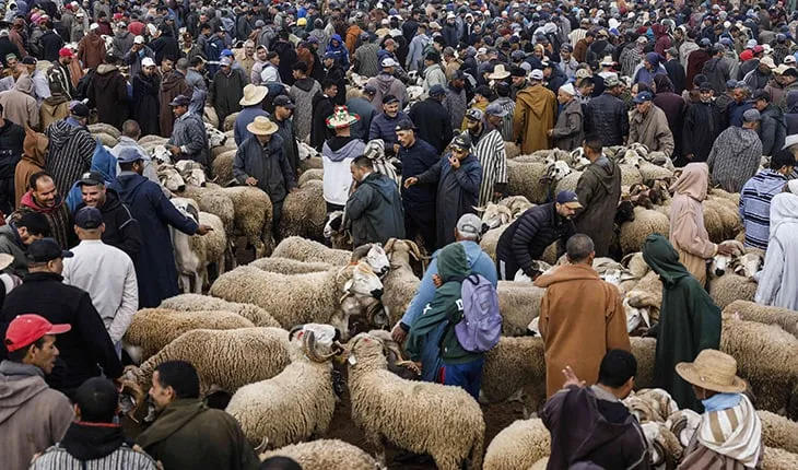 Political Controversy Surrounds Sheep Import Subsidies in Morocco