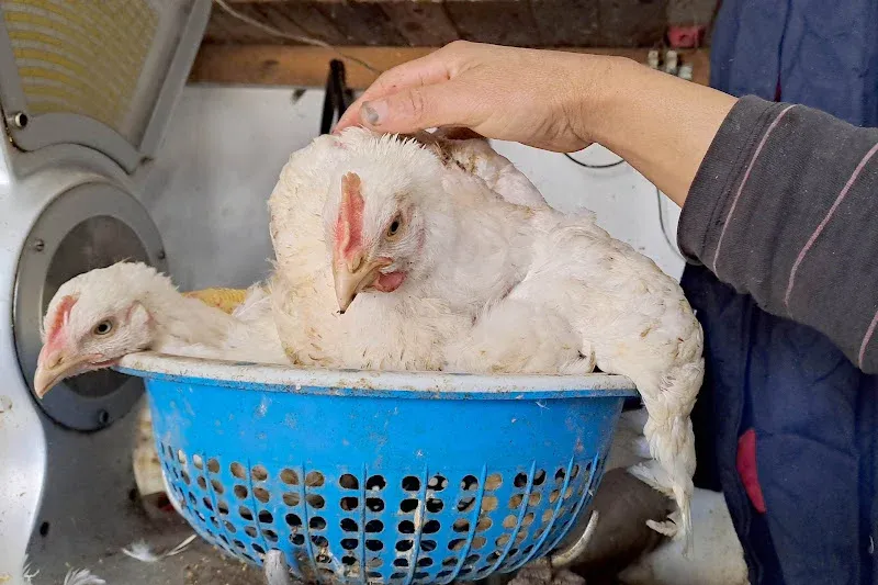 Chicken Production Crisis in Morocco: Accusations of Market Flooding Amidst Surplus