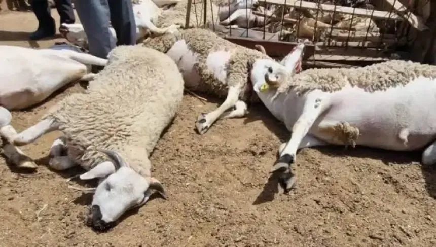 Marrakech: Stray Dogs Attack Sheep Flock Causing Significant Losses