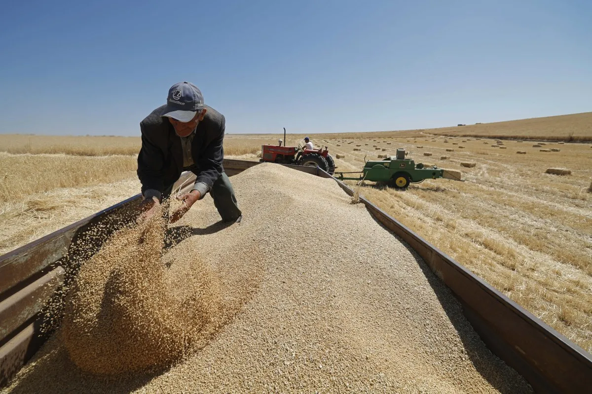 Challenges Facing Morocco's Policy on Local Wheat Dependency