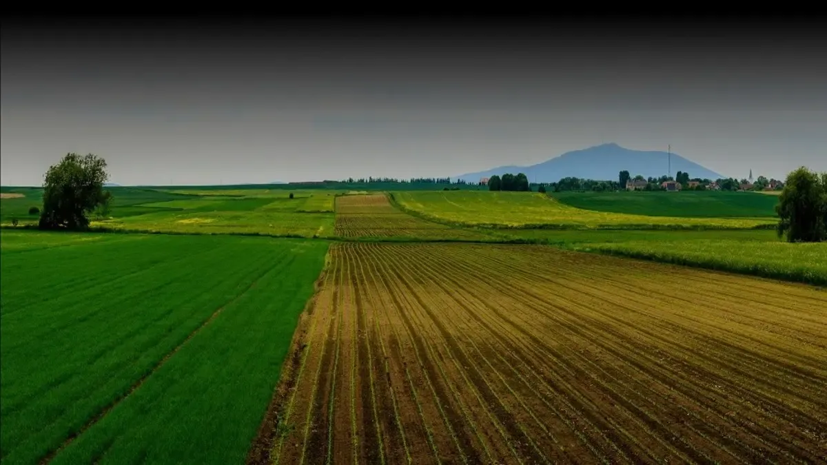 Challenges Facing Morocco's Efforts to Prioritize Local Wheat Production