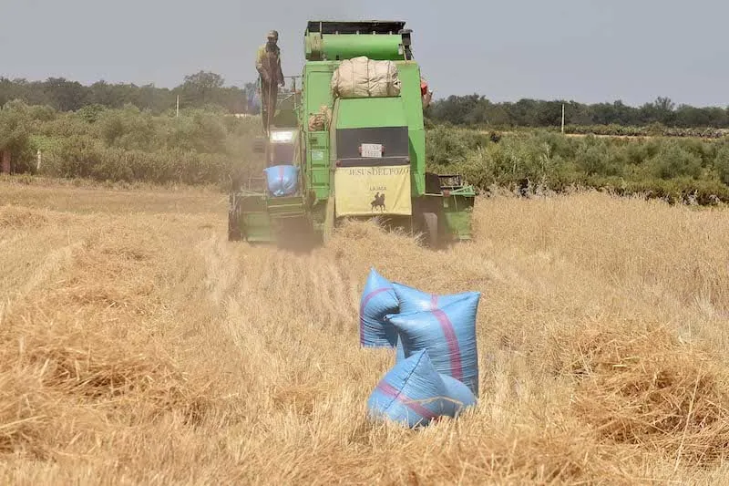 Morocco's Grain Production Set to Reach 90 Million Quintals Amid Improved Conditions