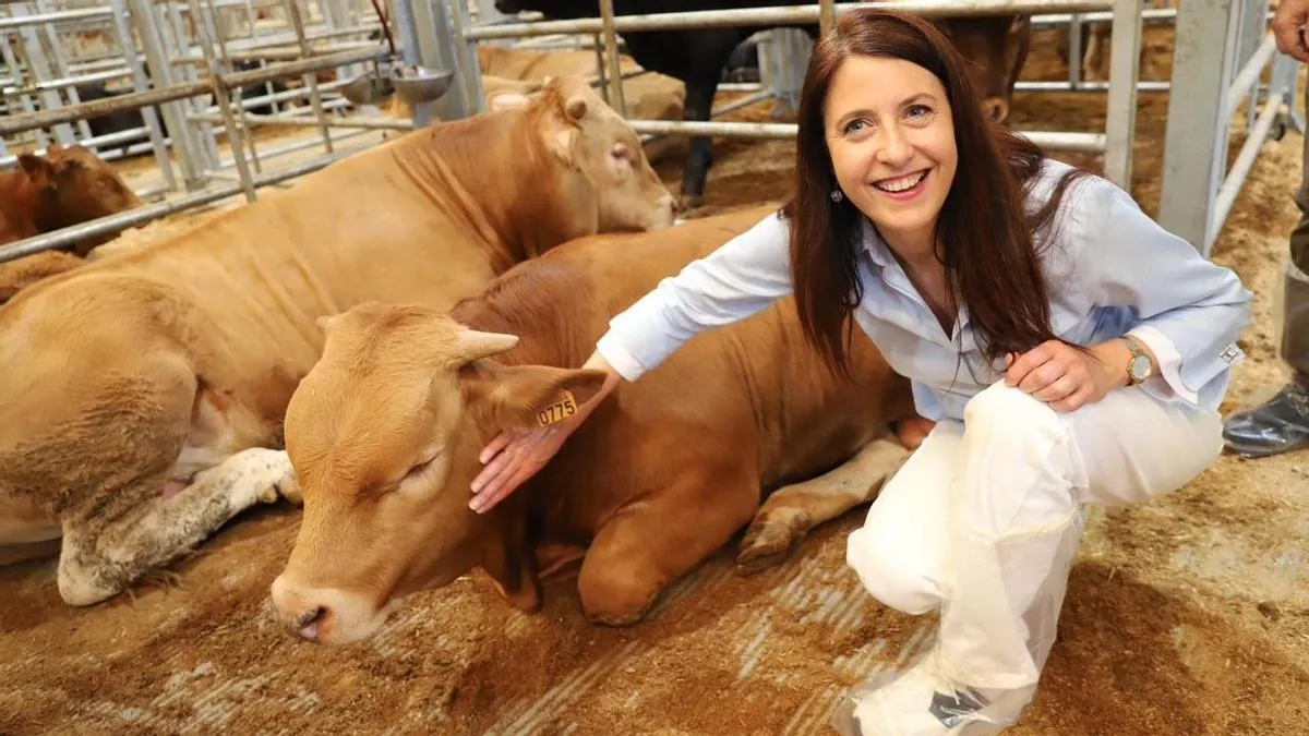 Galicia Urges Dialogue with Morocco to Restore Spanish Cattle Exports