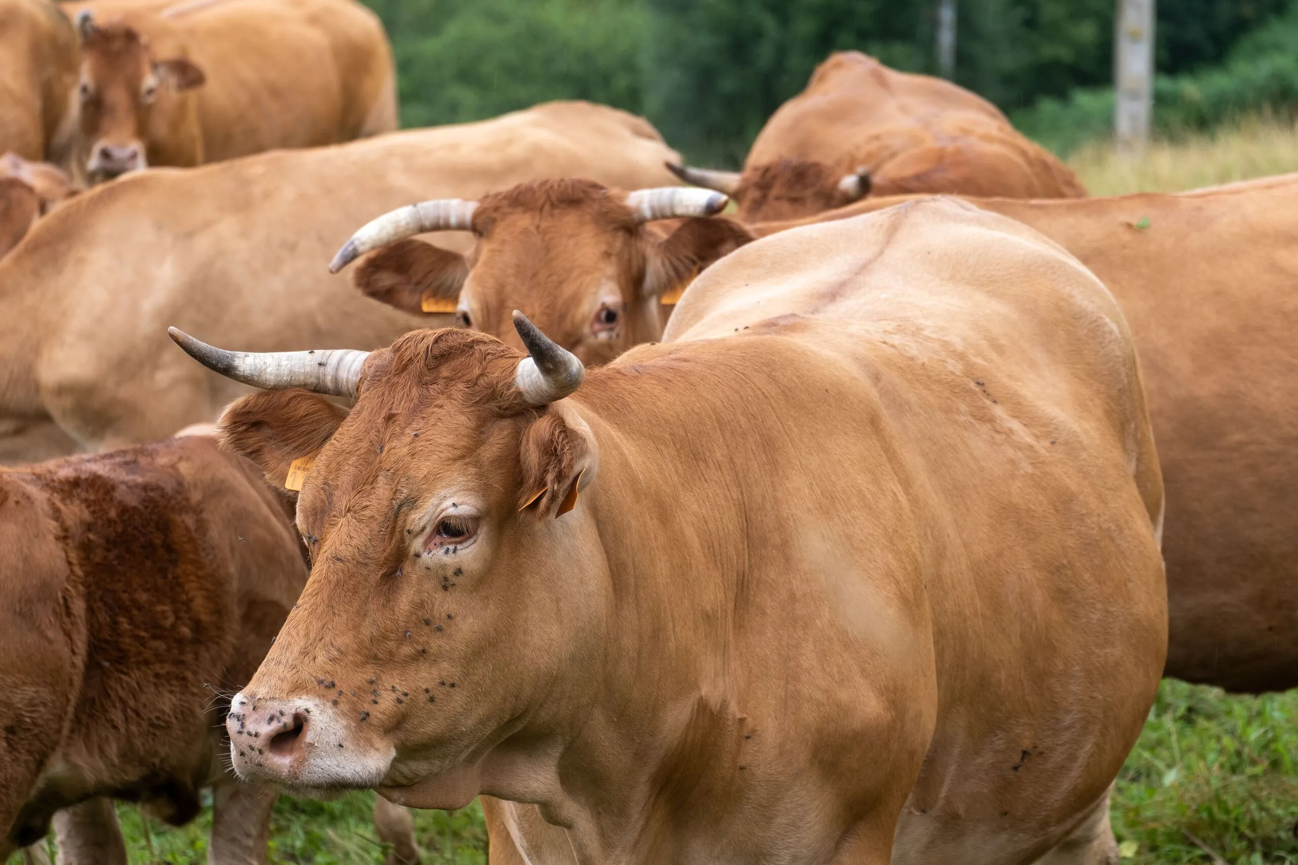 Spanish Beef Sector Faces Crisis Amid Morocco's Trade Ban