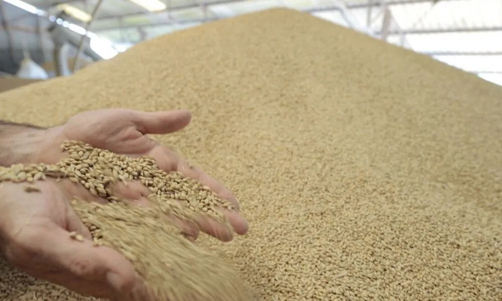 Rabat-Salé-Kénitra Region Anticipates Major Increase in Cereal Production for 2025-2026