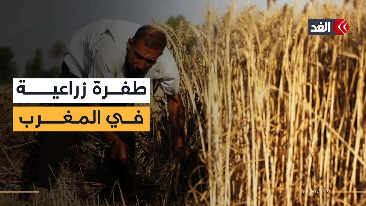 Morocco Strengthens Food Security with Strategic Grain Reserves and Reduced Imports