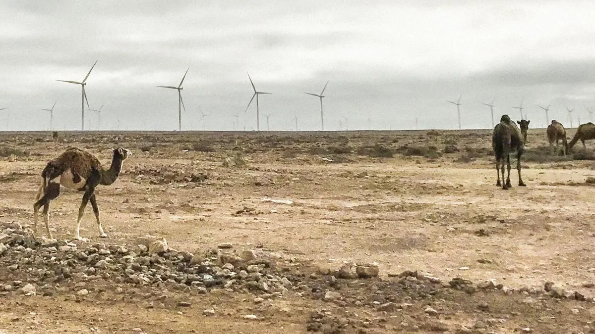Exploitation of Western Sahara: The Rise of Green Hydrogen Amid Human Rights Concerns