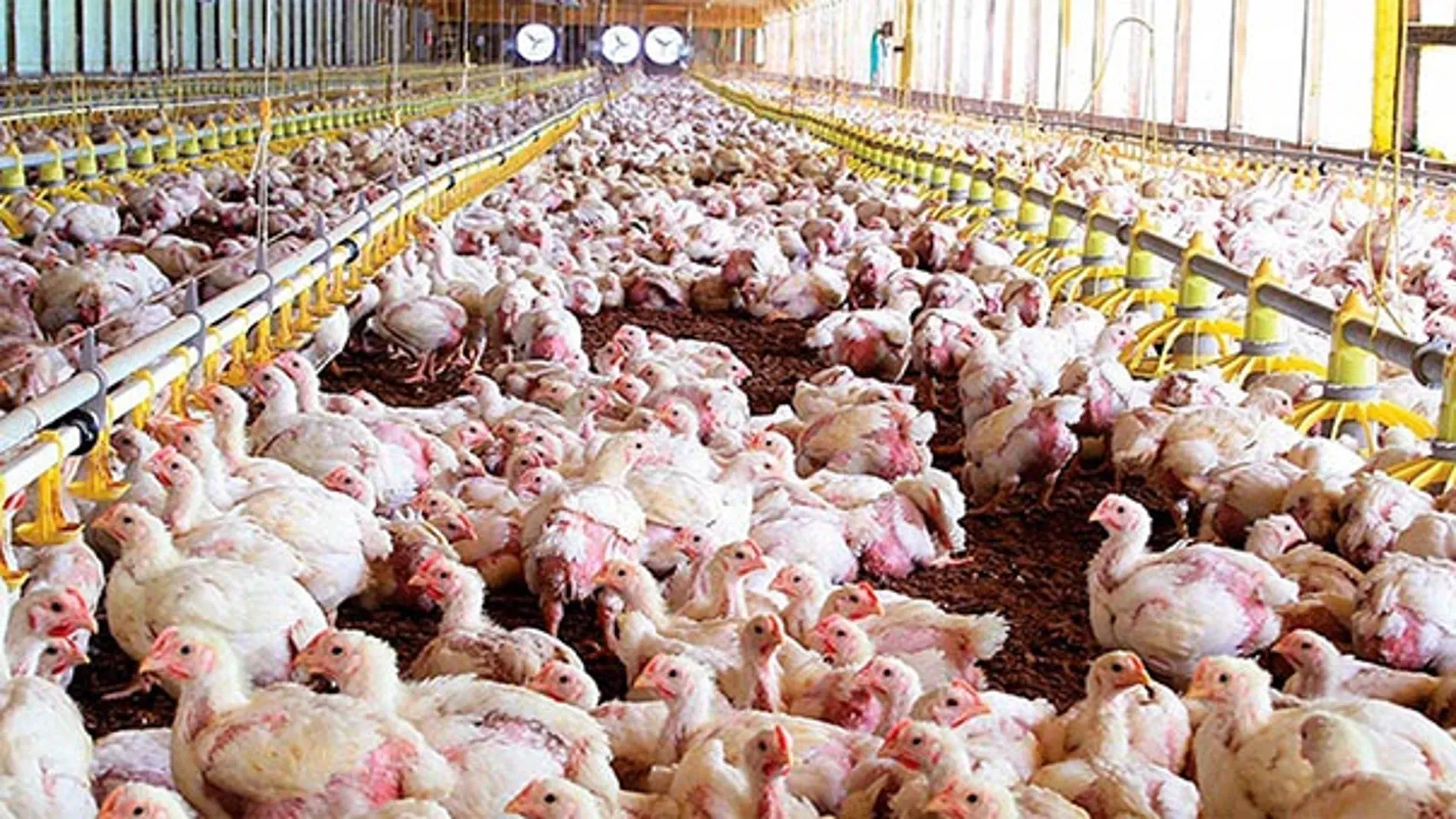 The Dramatic Decline of Chicken Prices in Morocco: Consumers Thrilled, Producers in Crisis