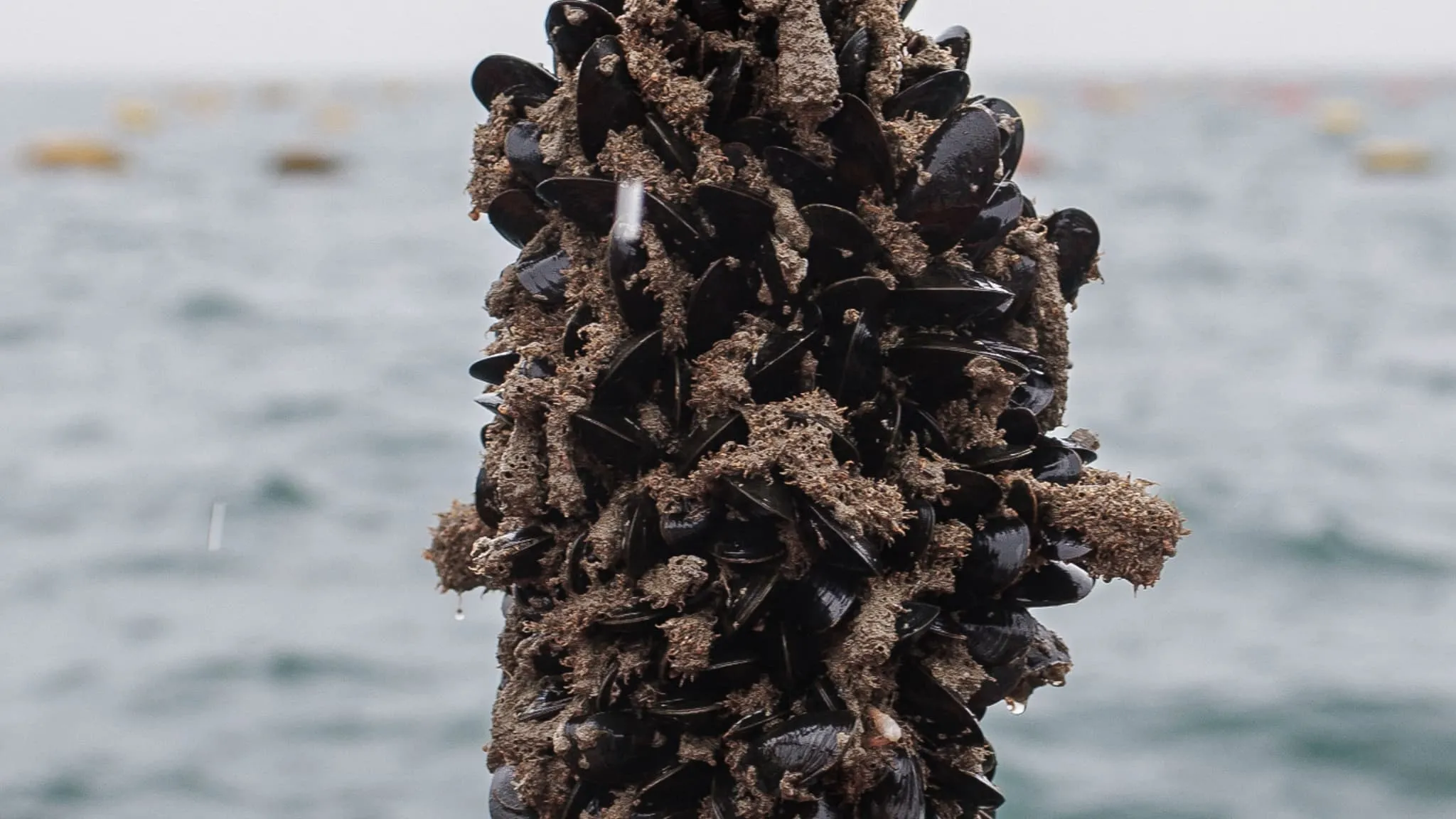 The Rising Threat of Carnivorous Bacteria on European Beaches
