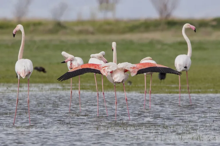 Strengthening Conservation Efforts: IUCN Med and Morocco's National Committee Collaborate for a Sustainable Future