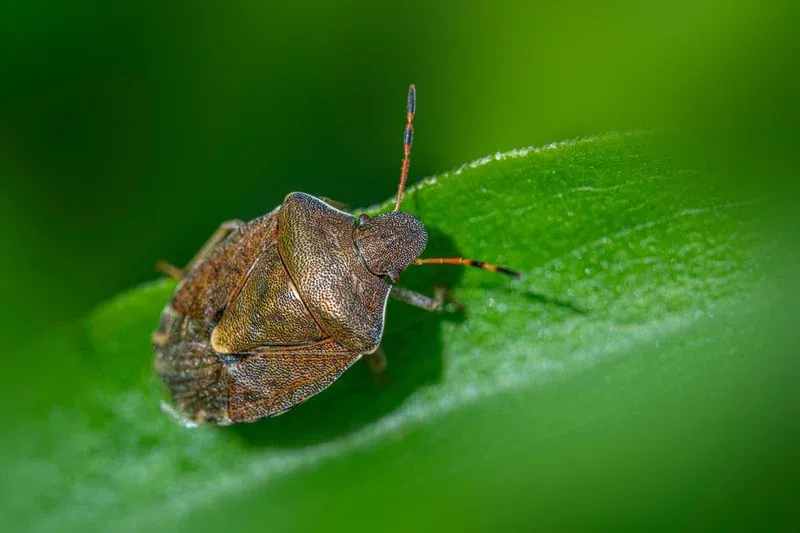 Farmers in El Rahamna Region Alarmed by Invasive Pest