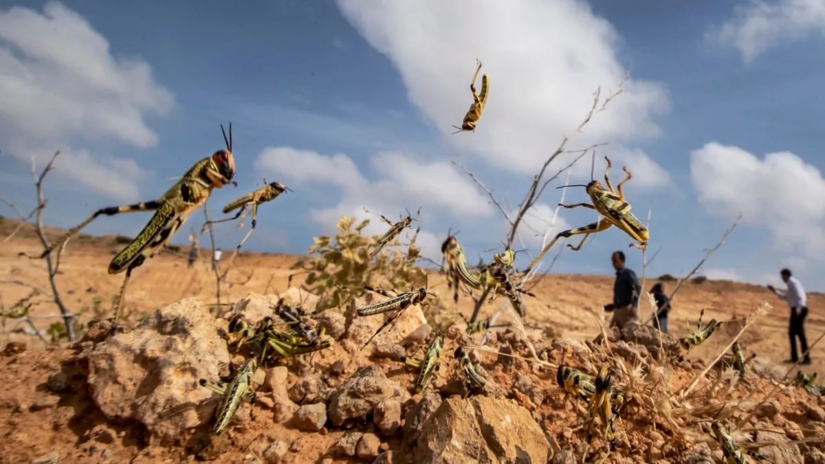Morocco Successfully Contained Desert Locust Outbreak, Says FAO