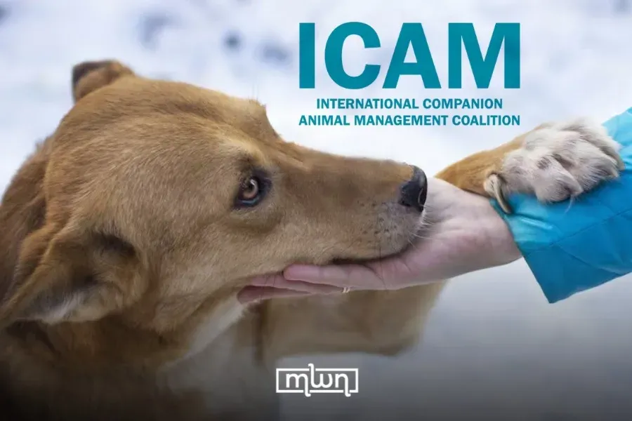 Morocco's Evolving Approach to Stray Dog Management: Balancing Public Health and Animal Welfare