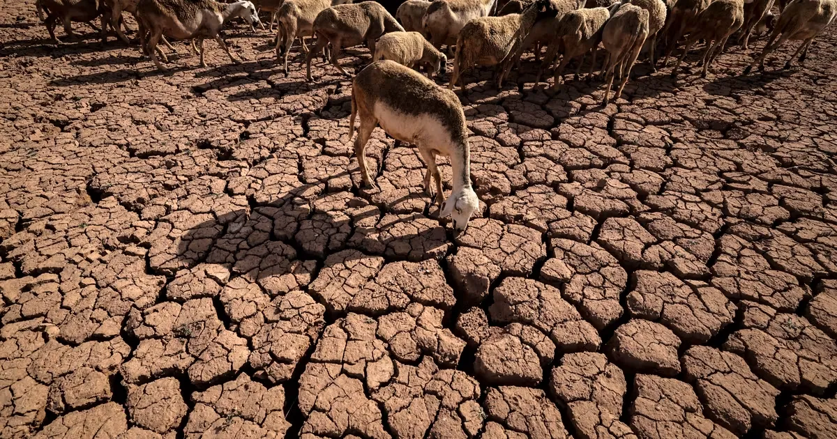 The Paradox of Water Scarcity in Safi, Morocco's Desalination Hub