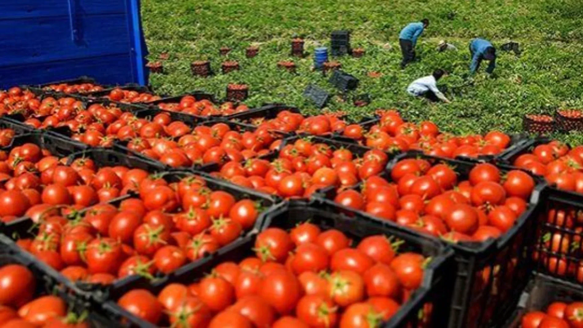 Morocco Emerges as Spain's Top Supplier of Fruits and Vegetables in 2026
