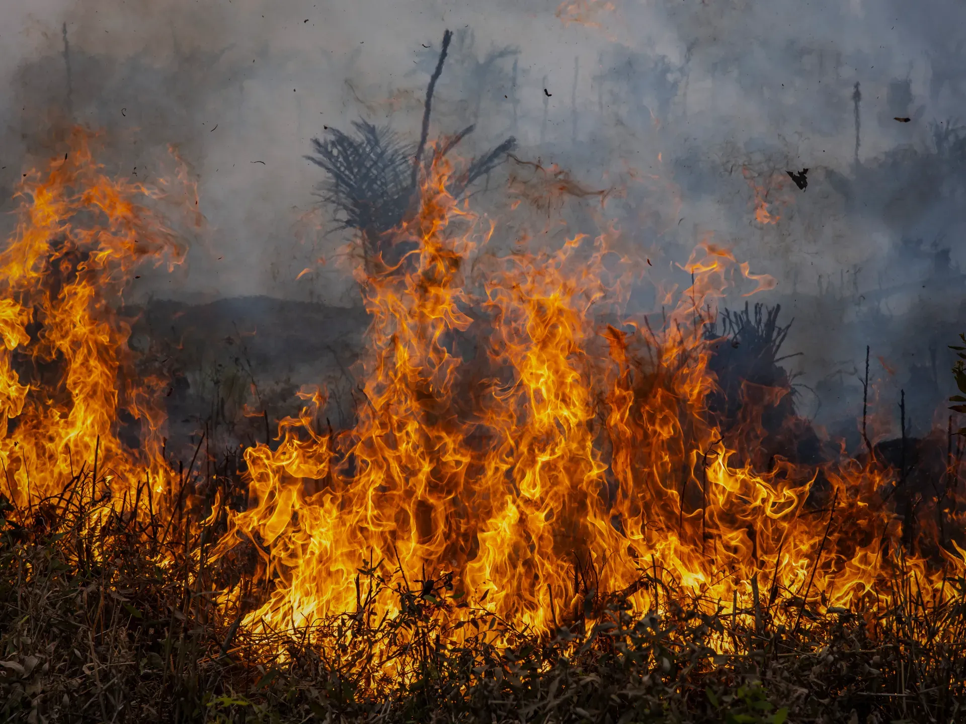 Massive Fire Devastates Oasis of Oufous in Morocco, Claiming Over 1,000 Palm Trees