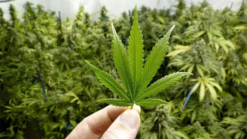 Morocco's Decline in the Global Cannabis Market: Insights from the UN Report