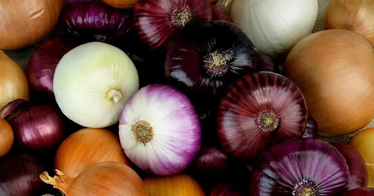 Morocco's Unexpected Shift: From Onion Exporter to Record Importer