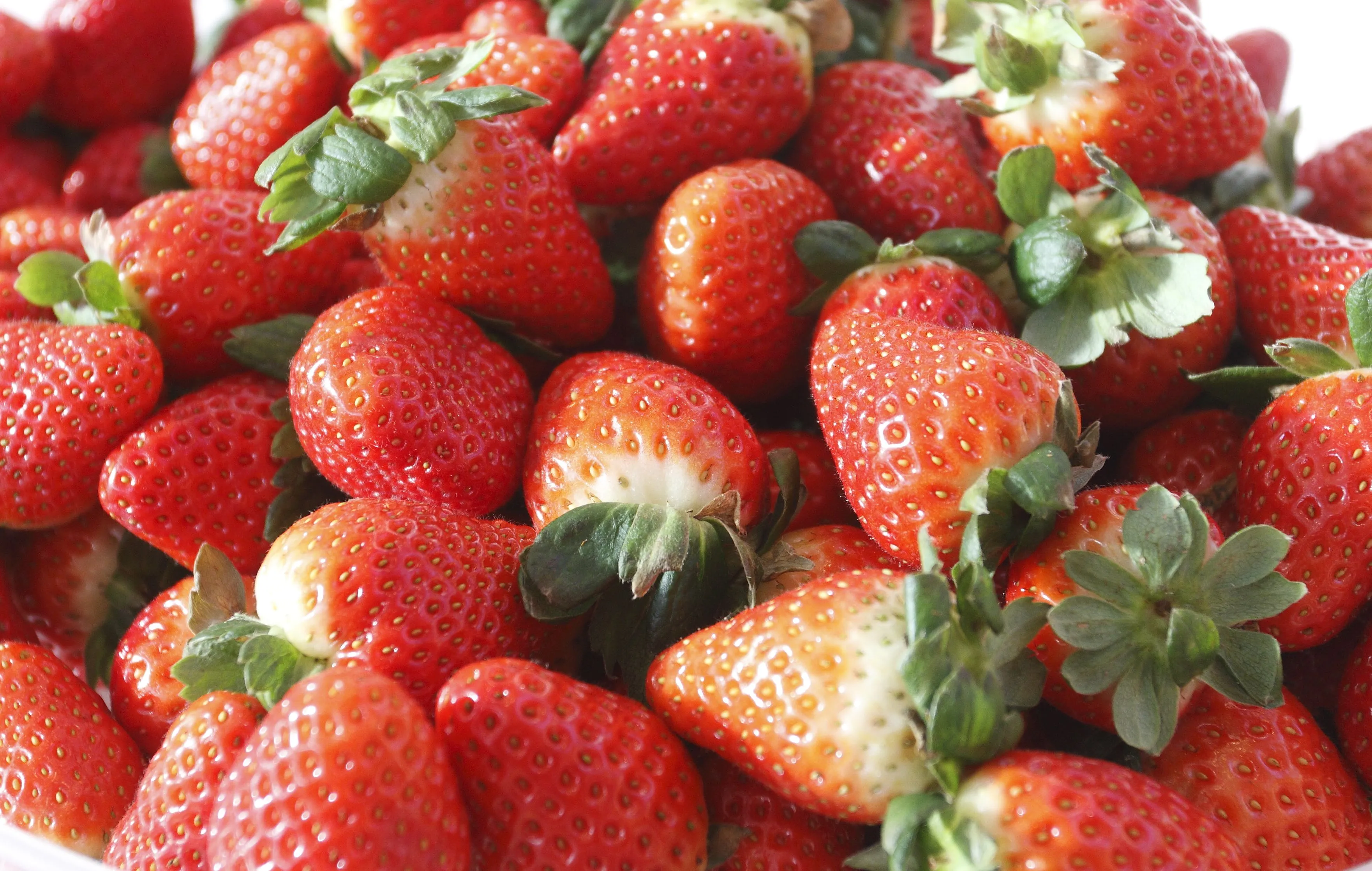 Moroccan Strawberry Exports Plummet to Record Lows Amidst Growing Challenges