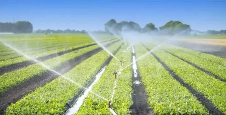 Agricultural Advancements in Souss-Massa: A Review of 2025 Achievements and Future Prospects