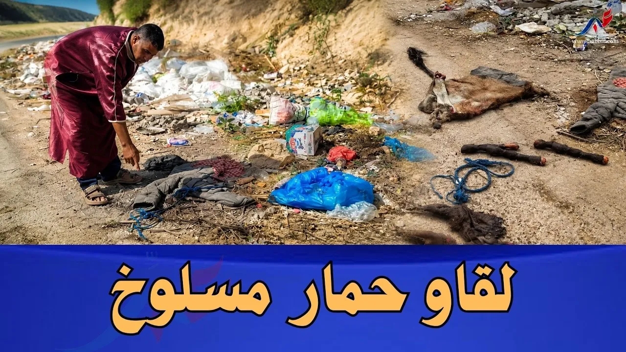 Shocking Discovery in Agadir: A Young Man Finds a Slaughtered Donkey in the Forest