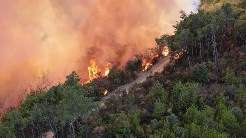 Moroccan Authorities Successfully Extinguish Forest Fires Affecting 115 Hectares