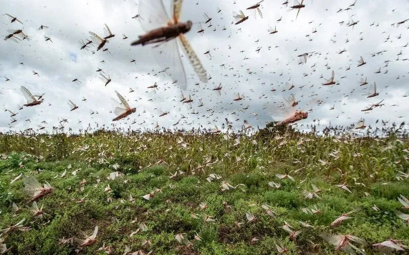 Total Eradication of Desert Locusts in Souss Region: A Triumph for Agriculture