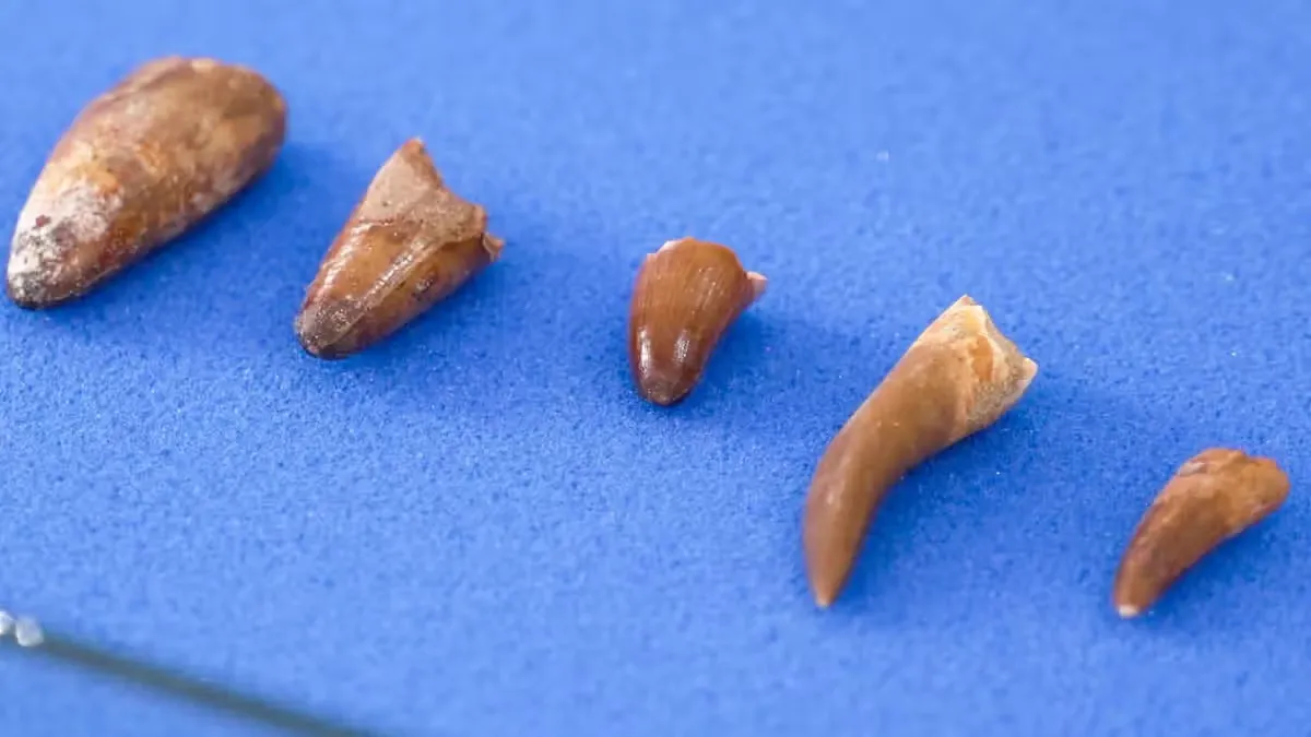 Morocco Recovers Nine Rare Fossils Aged 66 to 72 Million Years
