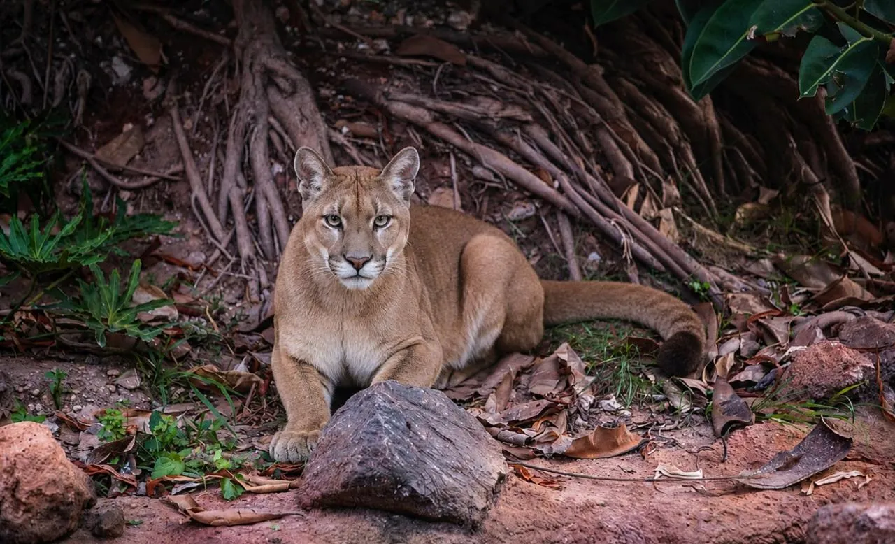 Explore the Majestic Five Pumas at Aïn Sebaâ Zoo in Casablanca