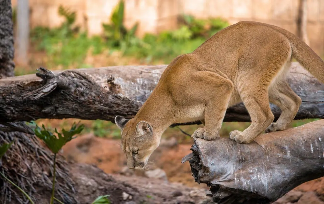 Explore the Newest Additions: Five American Pumas at Aïn Sebaâ Zoo