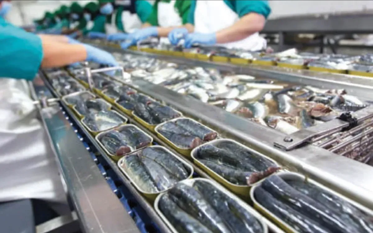 The Ongoing Sardine Export Crisis: Morocco's Stance and Spain's Response