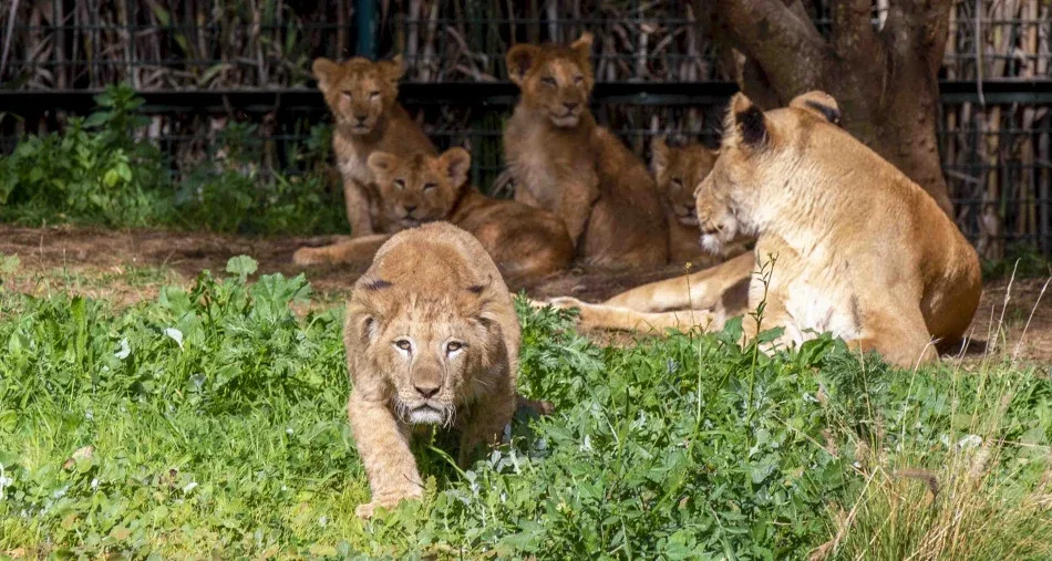 Discover Morocco's Thrilling Wildlife Parks This Summer