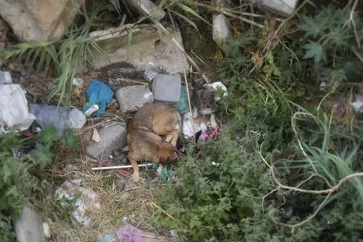 Alarming Reports of Dog Killings in Morocco Ahead of 2030 World Cup