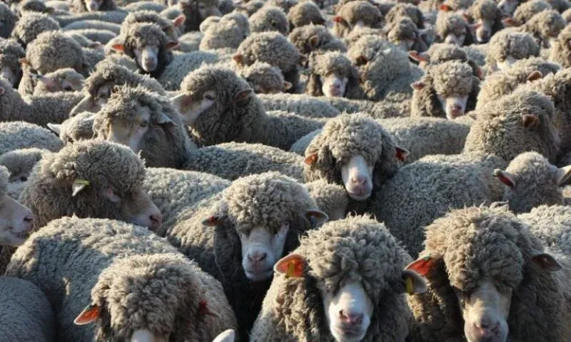 Morocco's Government Suspends Import Duties on Meat to Stabilize Prices