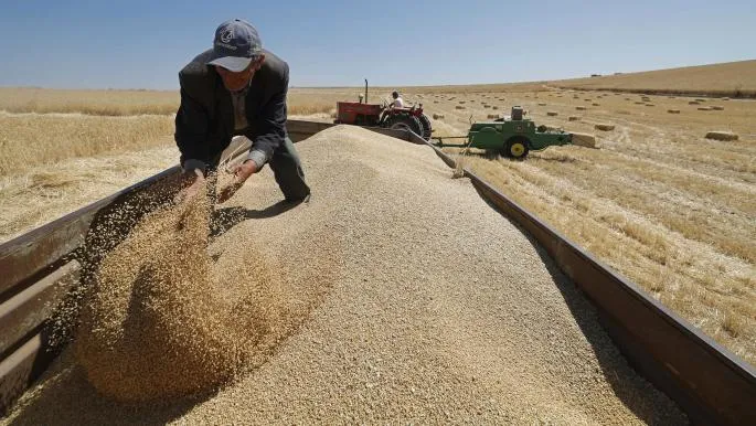 Morocco Extends Wheat Import Tariffs to Safeguard Local Harvest Amid Supply Concerns
