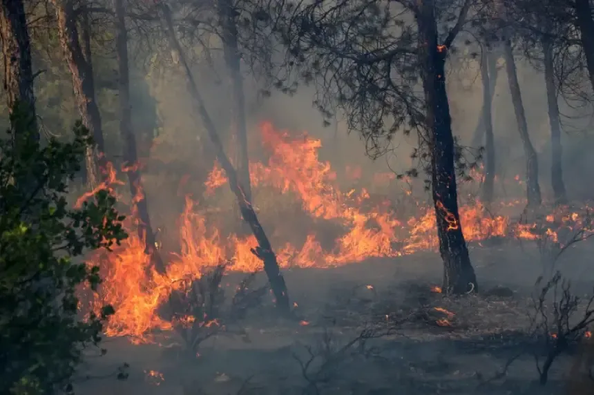 Algeria's Wildfires: The Cost of Political Rhetoric Over Human Life