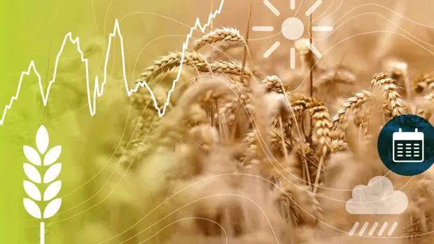 Morocco's Grain Markets Disappoint Euronext Traders