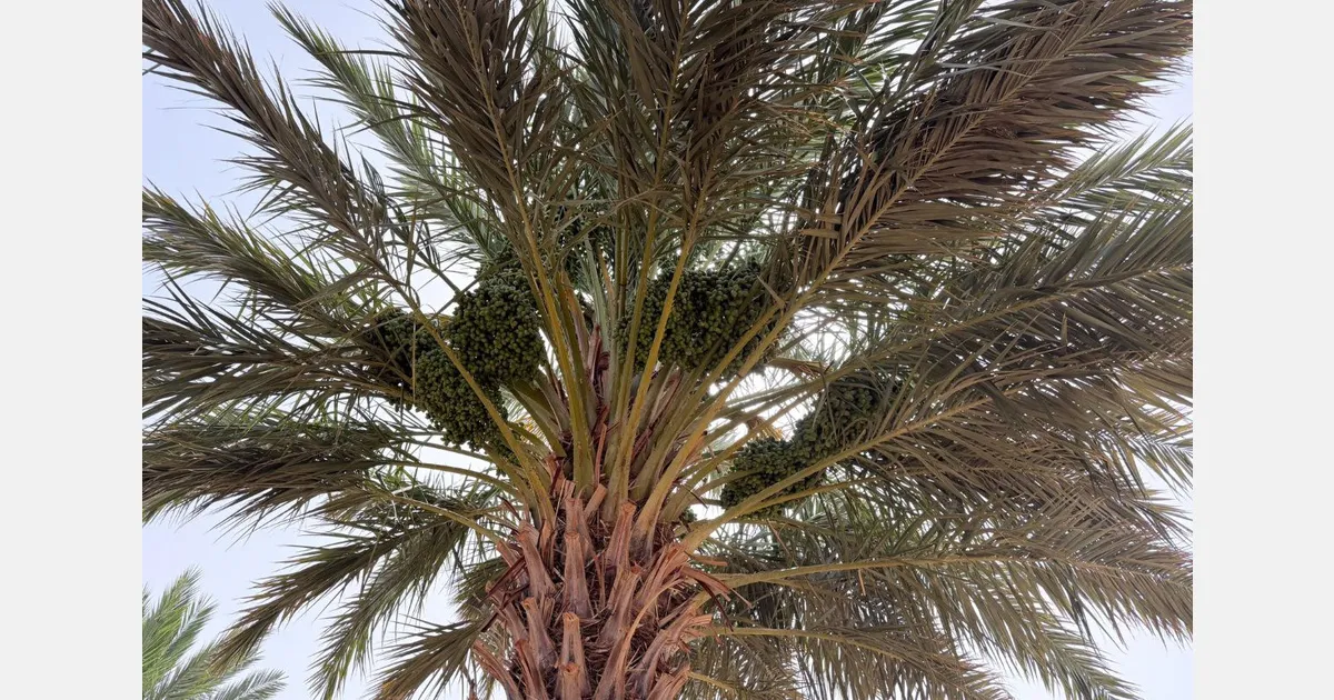 Moroccan Medjool Date Sector Optimistic for a Bountiful Harvest