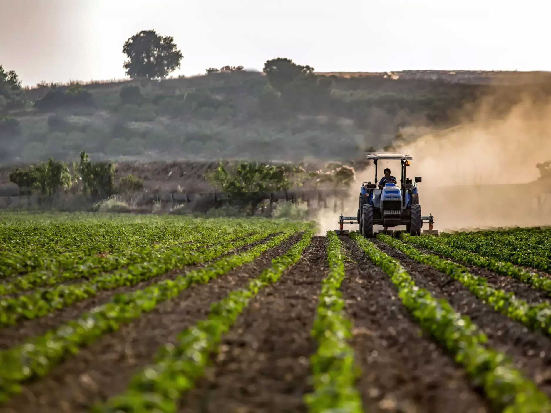 Morocco's Agricultural Resurgence: A Bountiful Harvest After a Rainy Winter