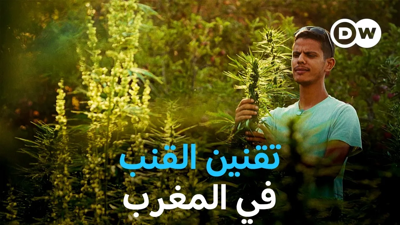 Morocco's Cannabis Legalization: Challenges Faced by Small Farmers