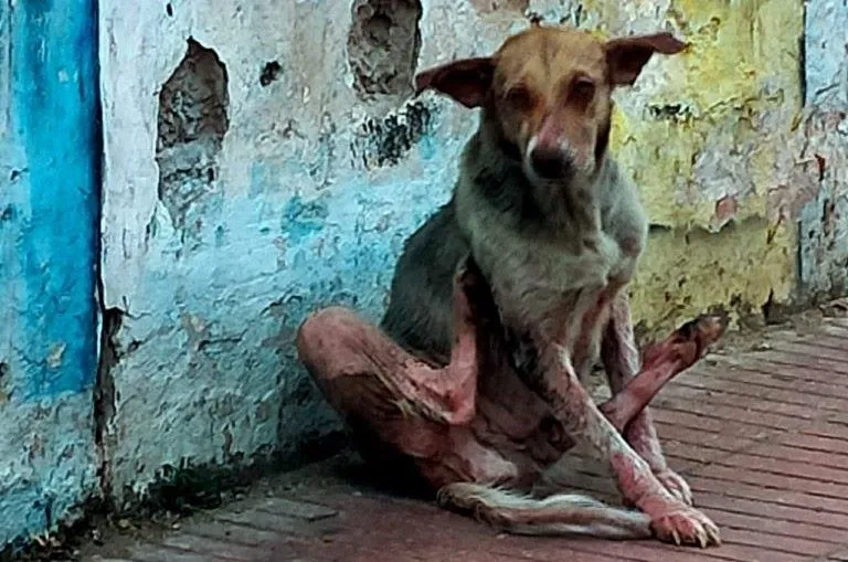 Rising Health Concerns in Fez Due to Scabies Outbreak Among Stray Dogs